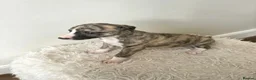 Whippet dogs for sale: Beautiful Whippet Puppies  - Advert 8
