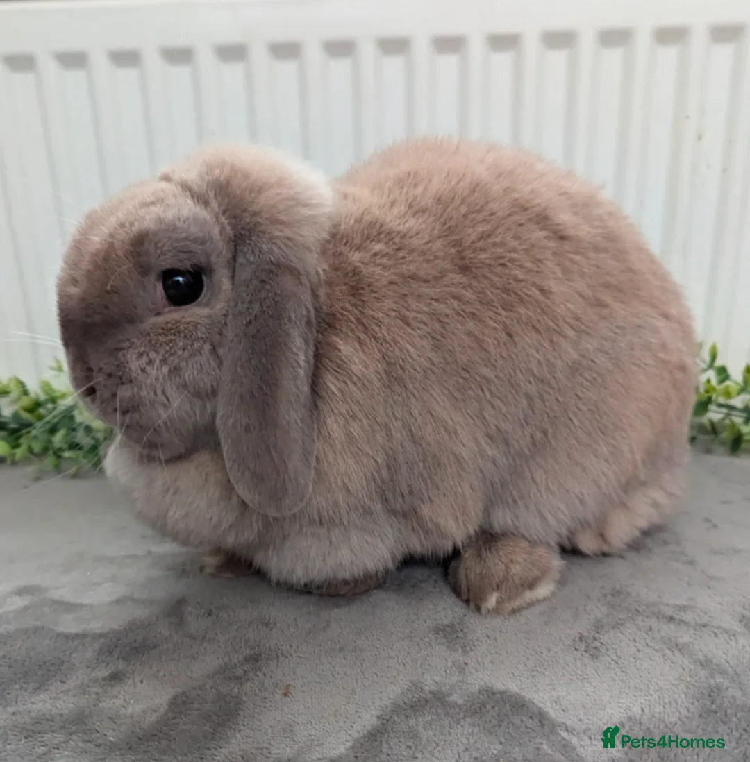 Mini Lop rabbits for sale: Spayed mini lop doe looking for her forever home - Advert 1