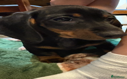Dachshund dogs for sale: 5 stunning Dachshund puppies - Image 29