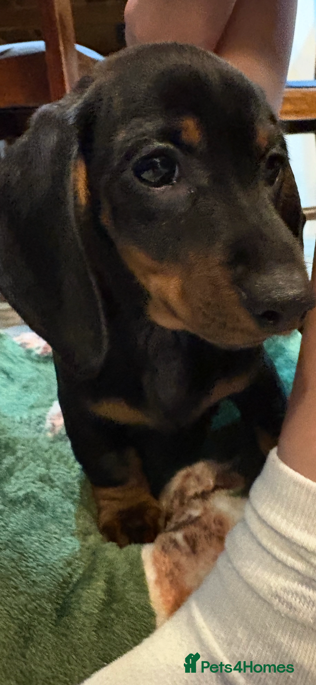 Dachshund dogs for sale: 5 stunning Dachshund puppies - Image 29