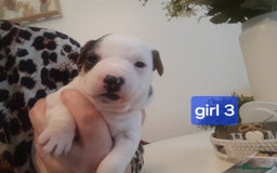 Jack Russell dogs for sale: Jack Russell  - Advert 13