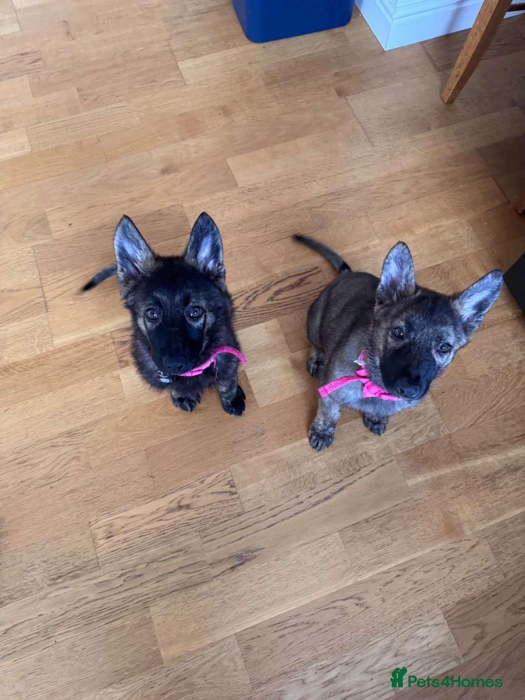 Mixed Breed dogs for sale: Mixed breed puppy  in Liverpool - Advert 1