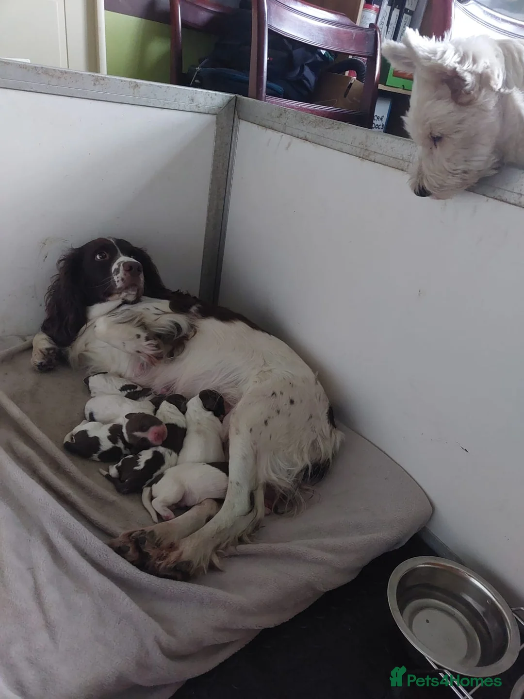 English Springer Spaniel dogs for sale: English Springer Spaniels - Advert 1