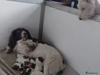 English Springer Spaniel dogs English Springer Spaniels - Advert 6