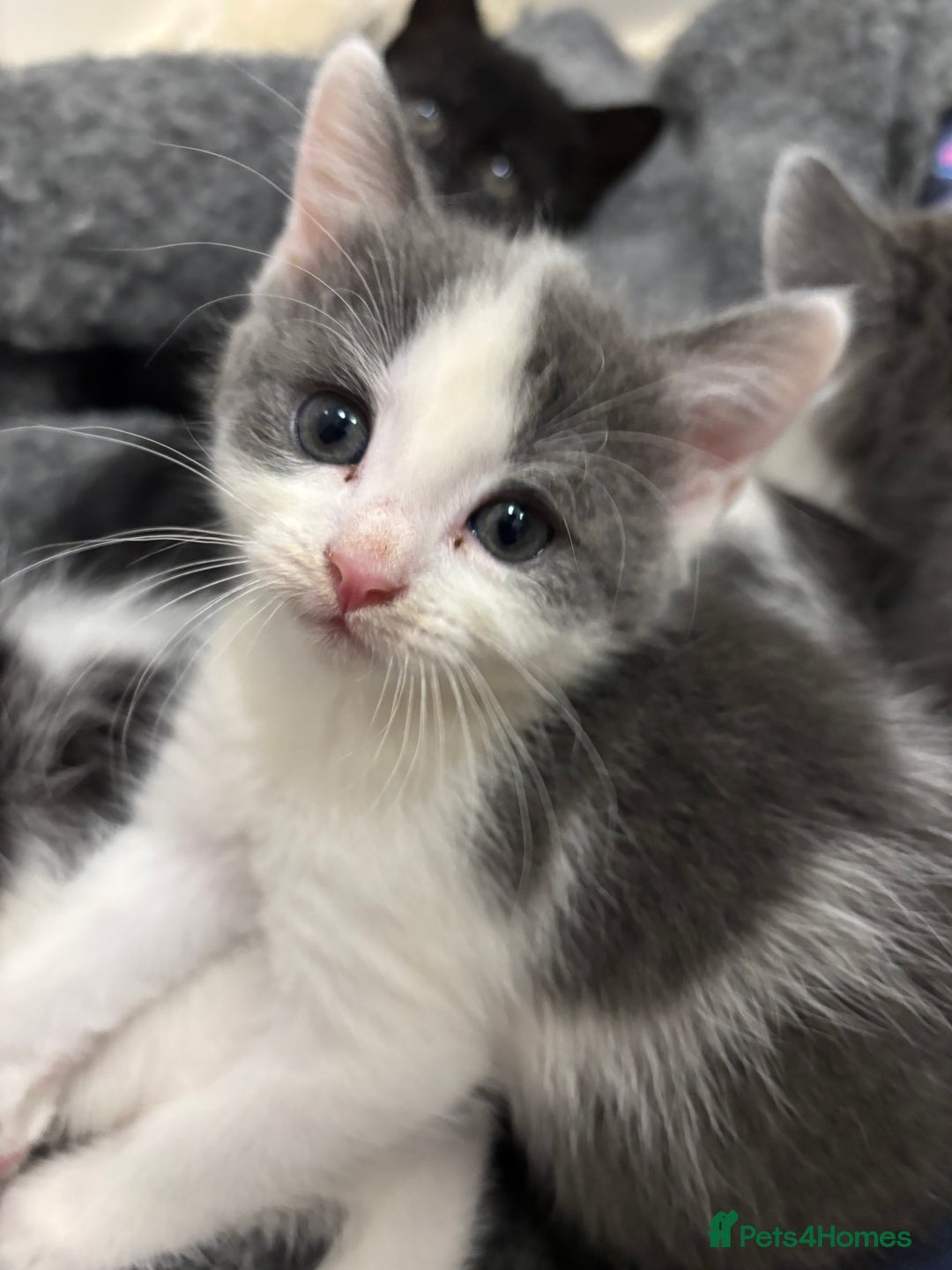 Mixed Breed cats for sale: Kittens for sale - Advert 7