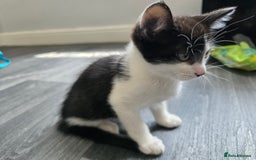 Mixed Breed cats for sale: Kittens  - Image 3