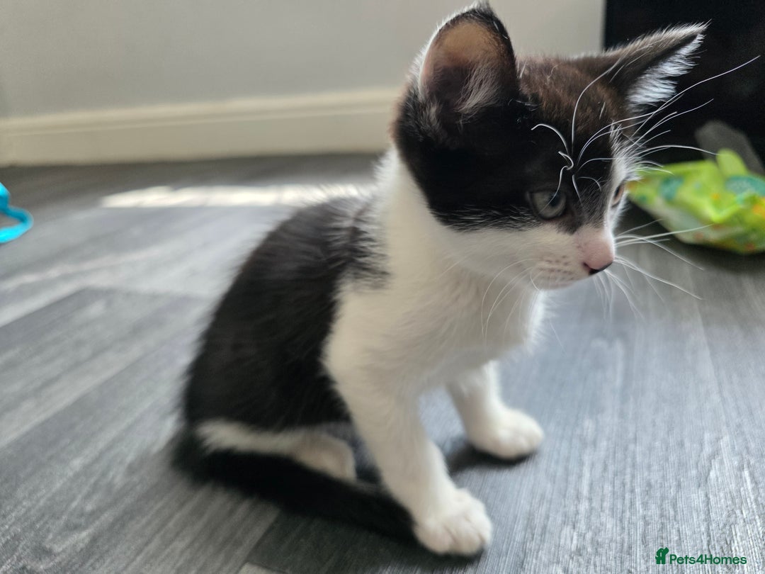 Mixed Breed cats for sale: Kittens  - Image 3