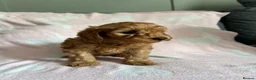 Cockapoo dogs for sale: Toy Cockapoo puppies - ready now - Advert 3