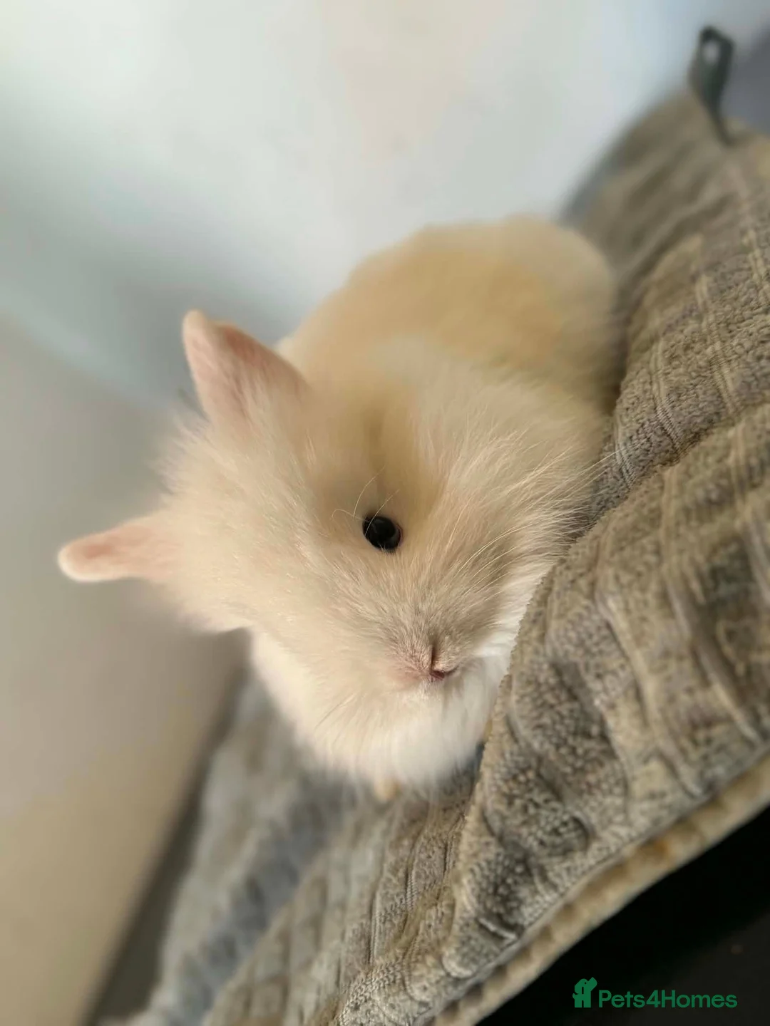 Lionhead rabbits for sale: Lionhead/lop baby rabbits - Advert 2