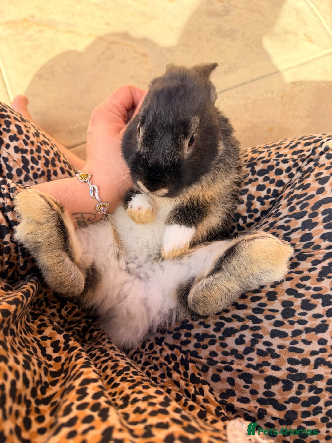 Mixed Breed rabbits for sale: Bunnies for good home  in Newark - Advert 2