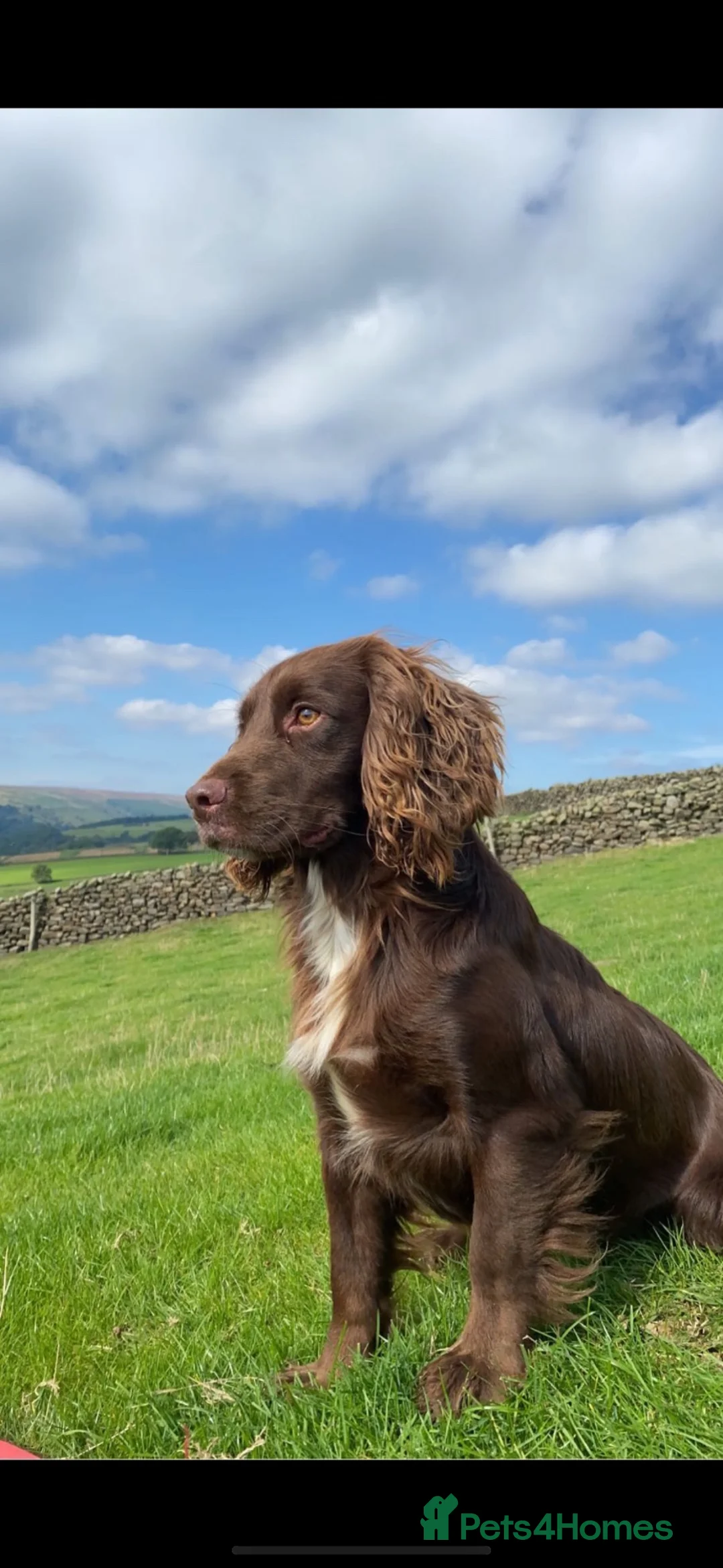 Cocker Spaniel dogs for stud: KC working cocker spaniel (arlo) - Advert 2