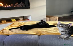 Mixed Breed cats for sale: Female black kitten - Image 1