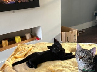 Mixed Breed cats - Advert 4