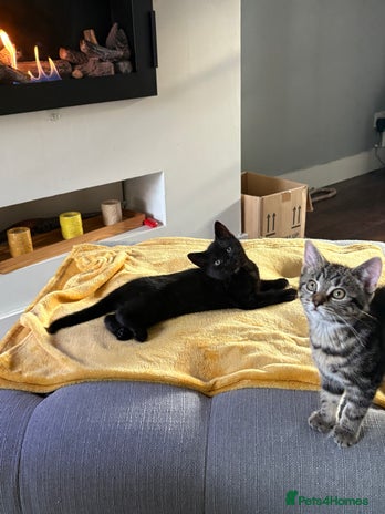 Mixed Breed cats - Advert 4