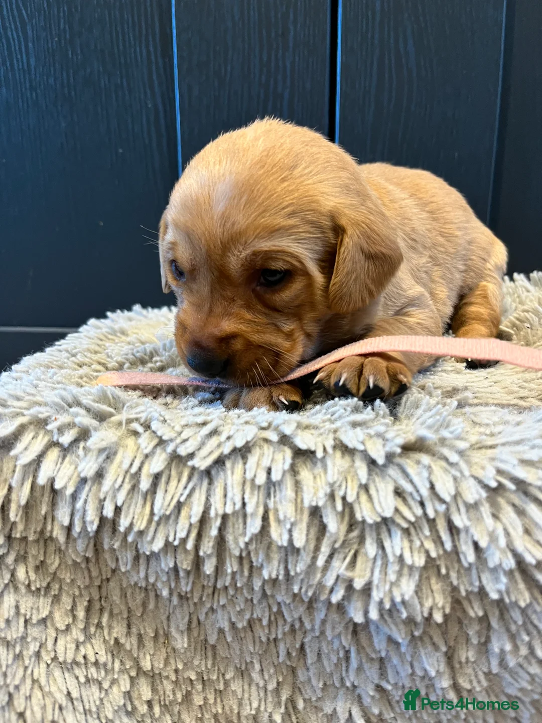 Labrador Retriever dogs for sale:  Fox red Labrador pups for sale, KC registered - Advert 33