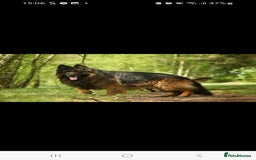 German Shepherd dogs for sale: German Shepherd  - Image 14