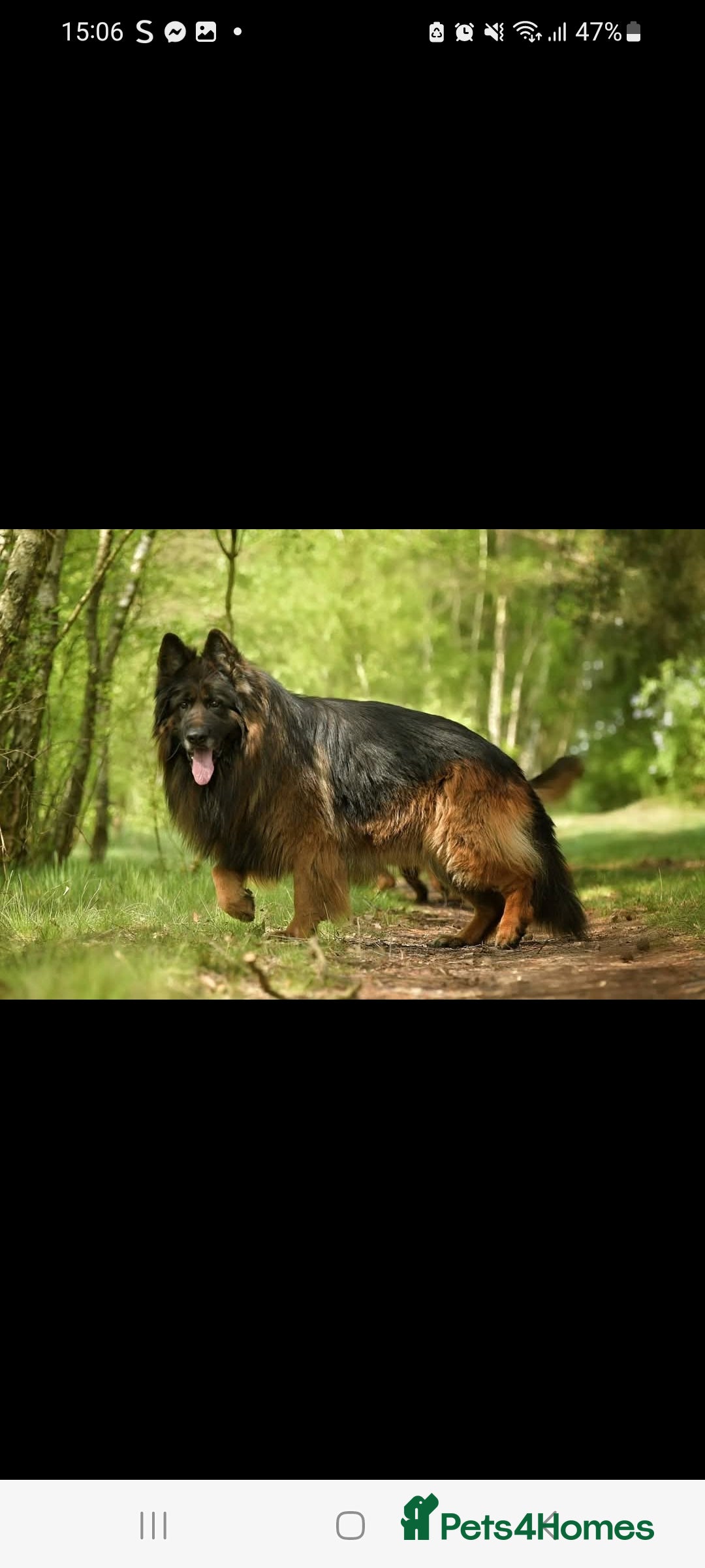 German Shepherd dogs for sale: German Shepherd  - Image 14