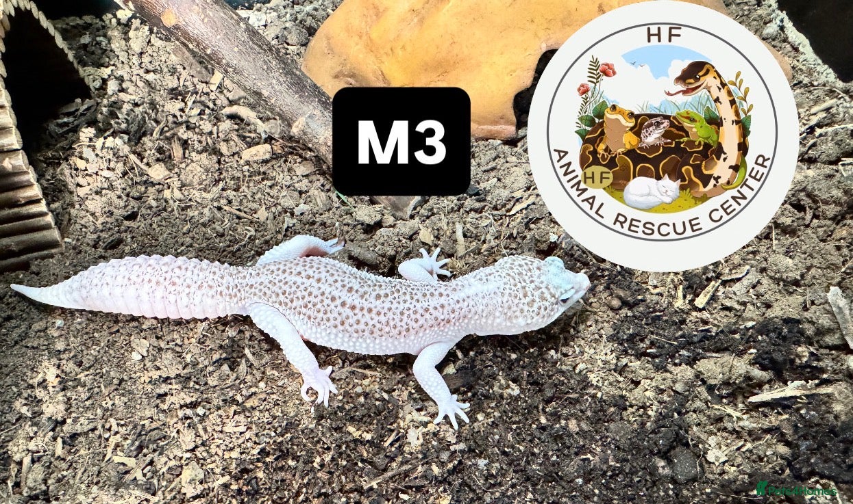 Leopard Gecko reptiles crested & leopard geckos - possible a full setup  - Advert 4