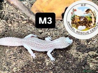 Leopard Gecko reptiles crested & leopard geckos - possible a full setup - Advert 4