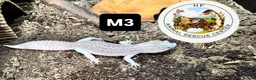 Leopard Gecko reptiles for sale: crested & leopard geckos - possible a full setup  - Advert 1