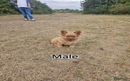 Mixed Breed dogs for sale: Chocolate frenchie X Chow carrying pink  - Image 16