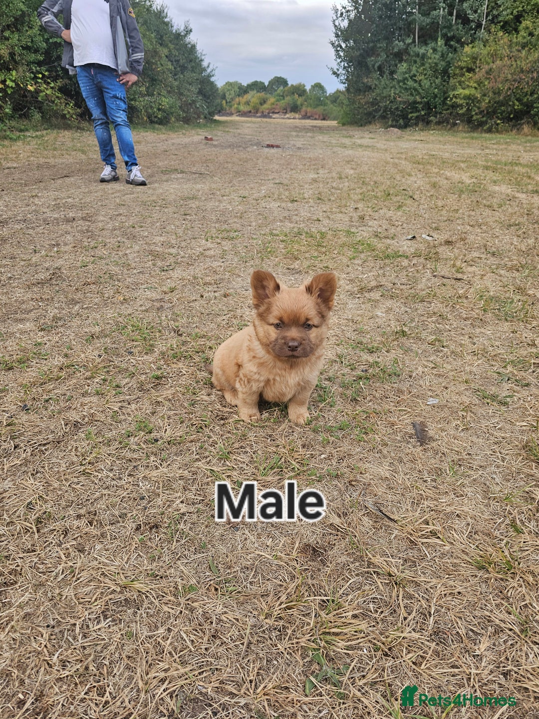 Mixed Breed dogs for sale: Chocolate frenchie X Chow carrying pink  - Image 16