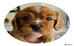 Cavalier King Charles Spaniel dogs for sale: cavalier king charles puppies  - Image 5