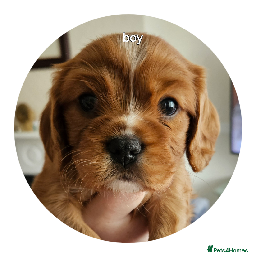 Cavalier King Charles Spaniel dogs for sale: cavalier king charles puppies  - Image 5