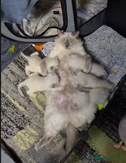 Ragdoll cats Blue Eyed Ragdolls FOR SALE - Advert 2