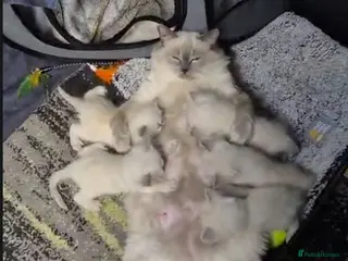 Ragdoll cats Blue Eyed Ragdolls FOR SALE - Advert 2