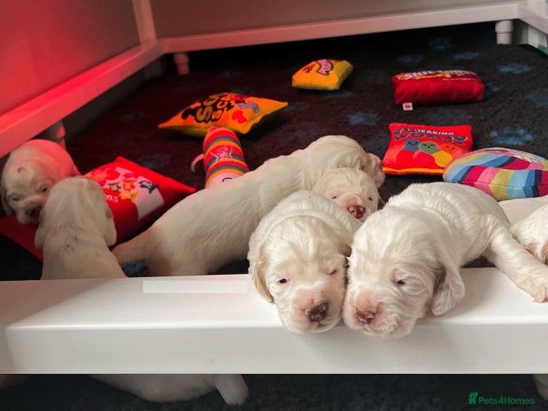 Clumber Spaniel dogs stunning litter of Clumber Spaniel puppies - Advert 2