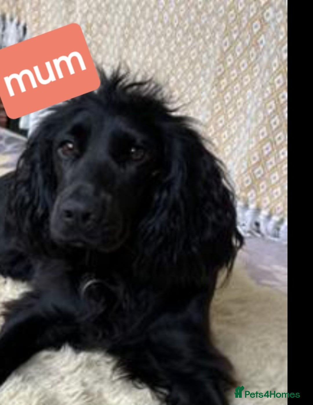 Cocker Spaniel dogs for sale: Ready now 8 weeks cicker puppies  - Advert 3