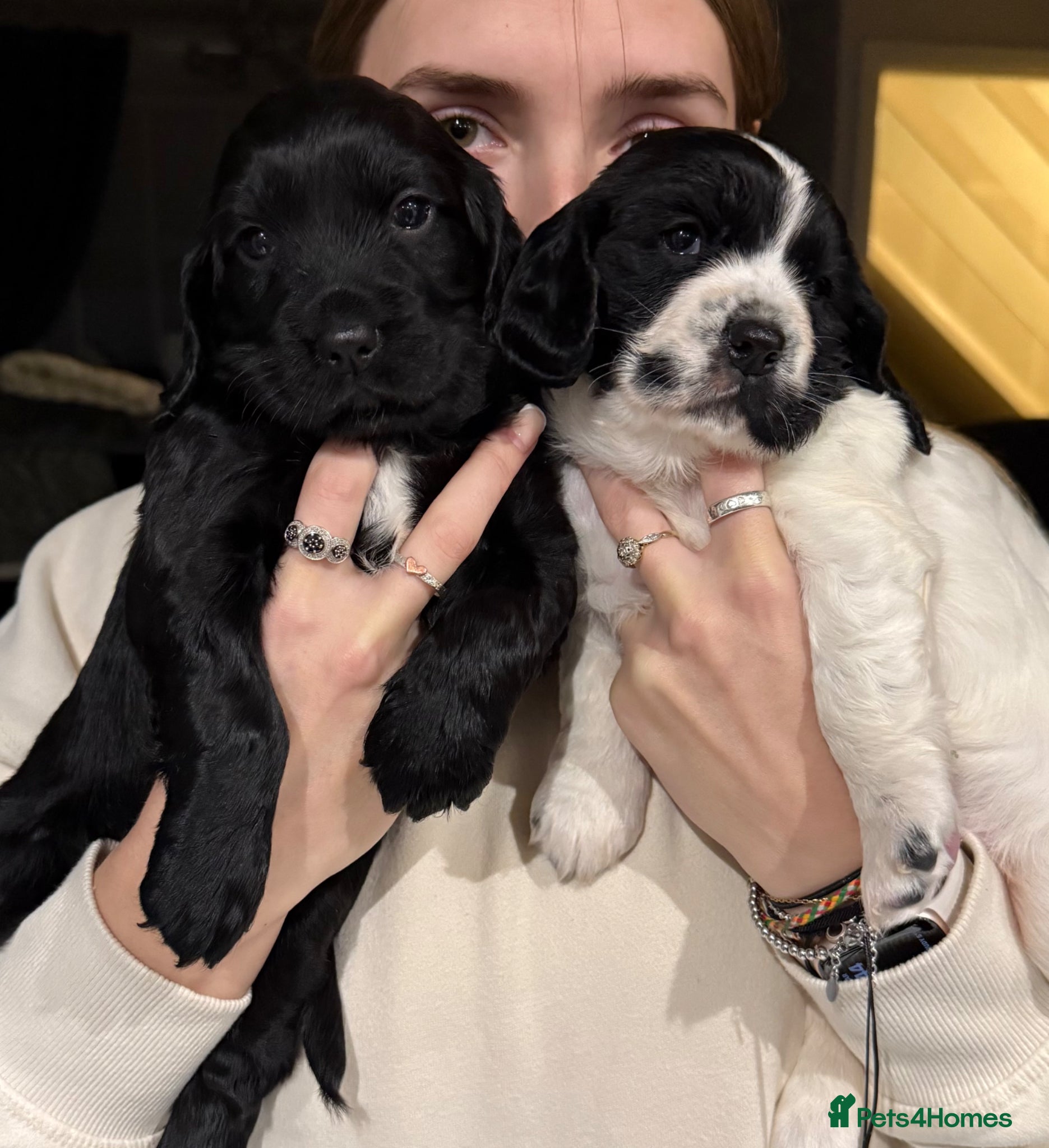 Mixed Breed dogs Beautiful Sprockerpoo’s - Advert 12