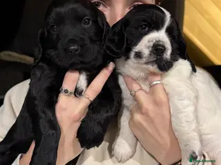 Mixed Breed dogs Beautiful Sprockerpoo’s - Advert 12