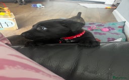 Mixed Breed dogs for sale: CaneCorso/Husky puppies  - Image 7
