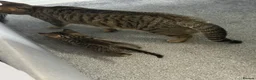 Mixed Breed cats for sale: Black and white girl and Tiger girl - Advert 6