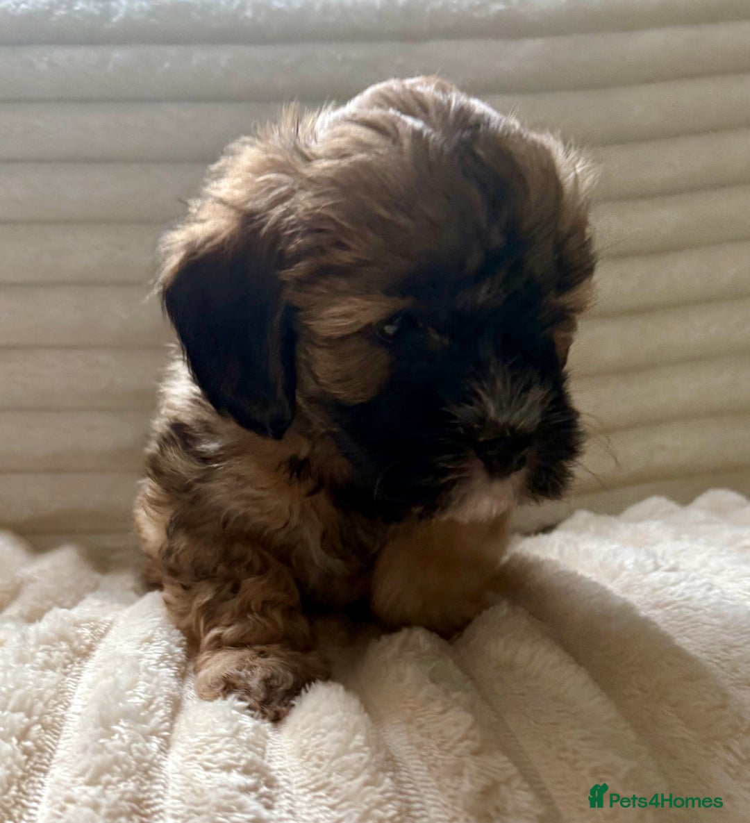 Lhasapoo dogs for sale: F2 Lhasapoo puppies - Image 4
