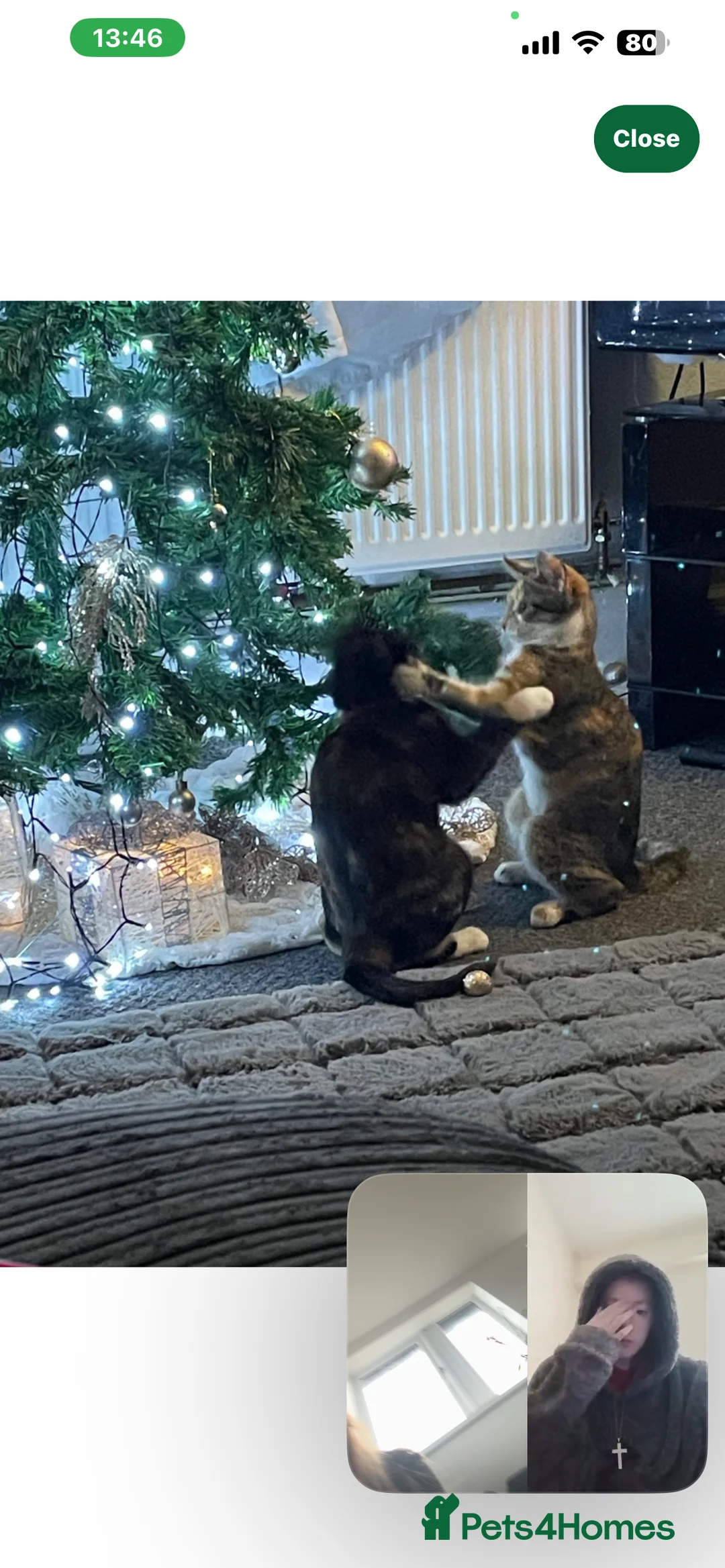 Mixed Breed cats for sale: 2 sisters for sale - Advert 1