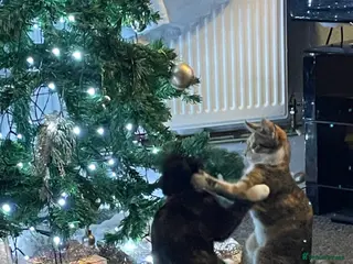 Mixed Breed cats 2 sisters for sale - Advert 4