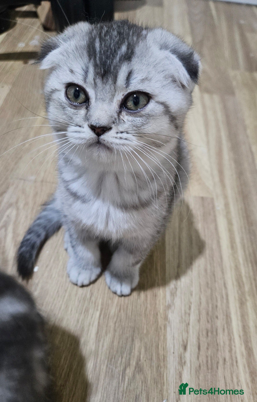 Mixed Breed cats READY NOW SCOTTISH FOLD X BRITISH SHORTHAIR - Advert 2