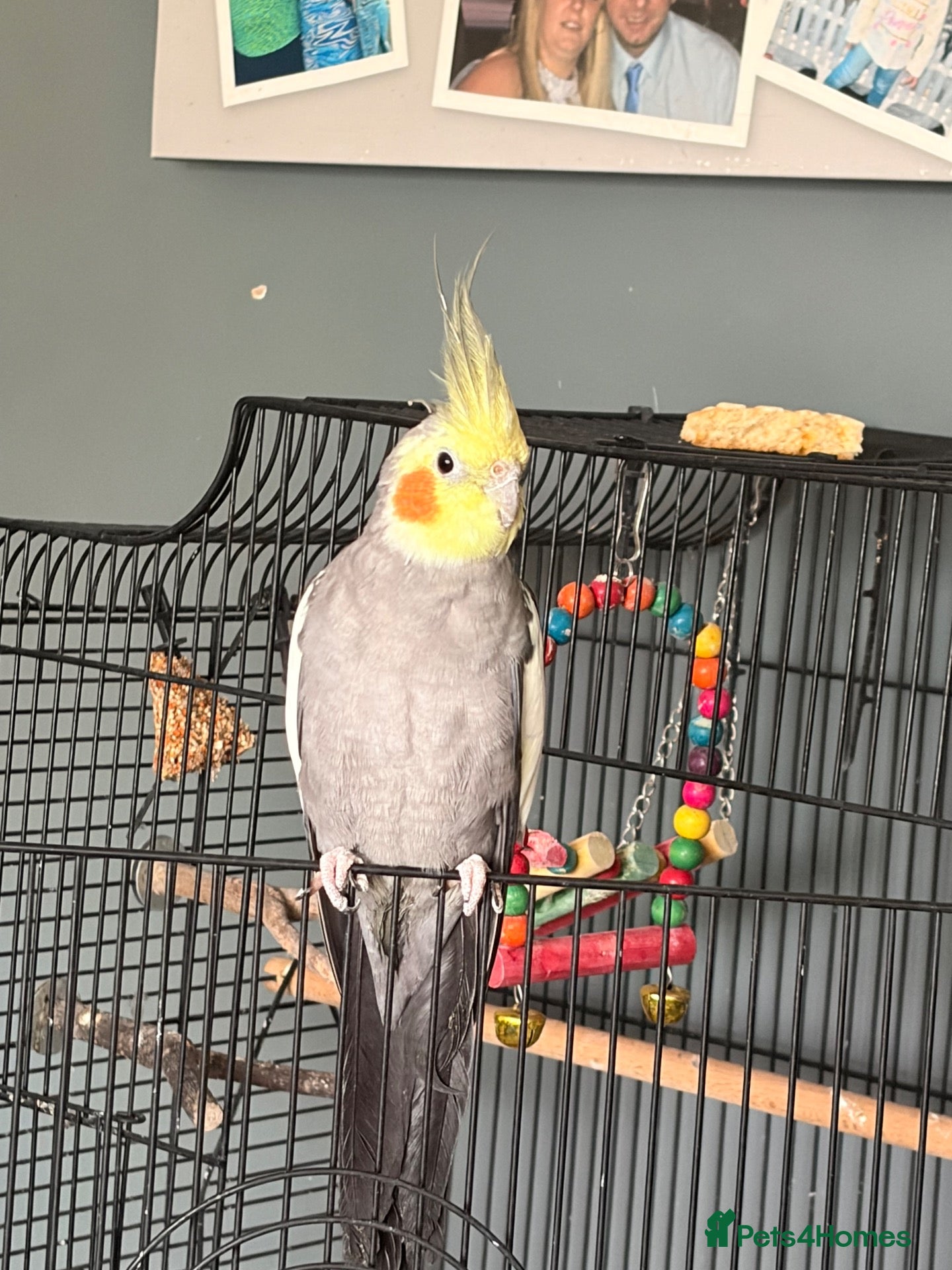 Cockatiels birds Cockatiel  - Advert 1