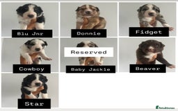 Border Collie dogs for sale: Border Collie pup- Merle, Black, Chocolate, Blonde - Image 1