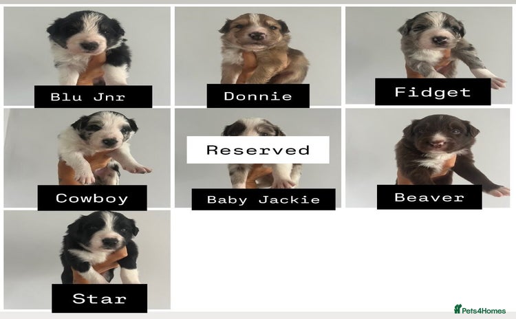 Border Collie dogs - Advert 1