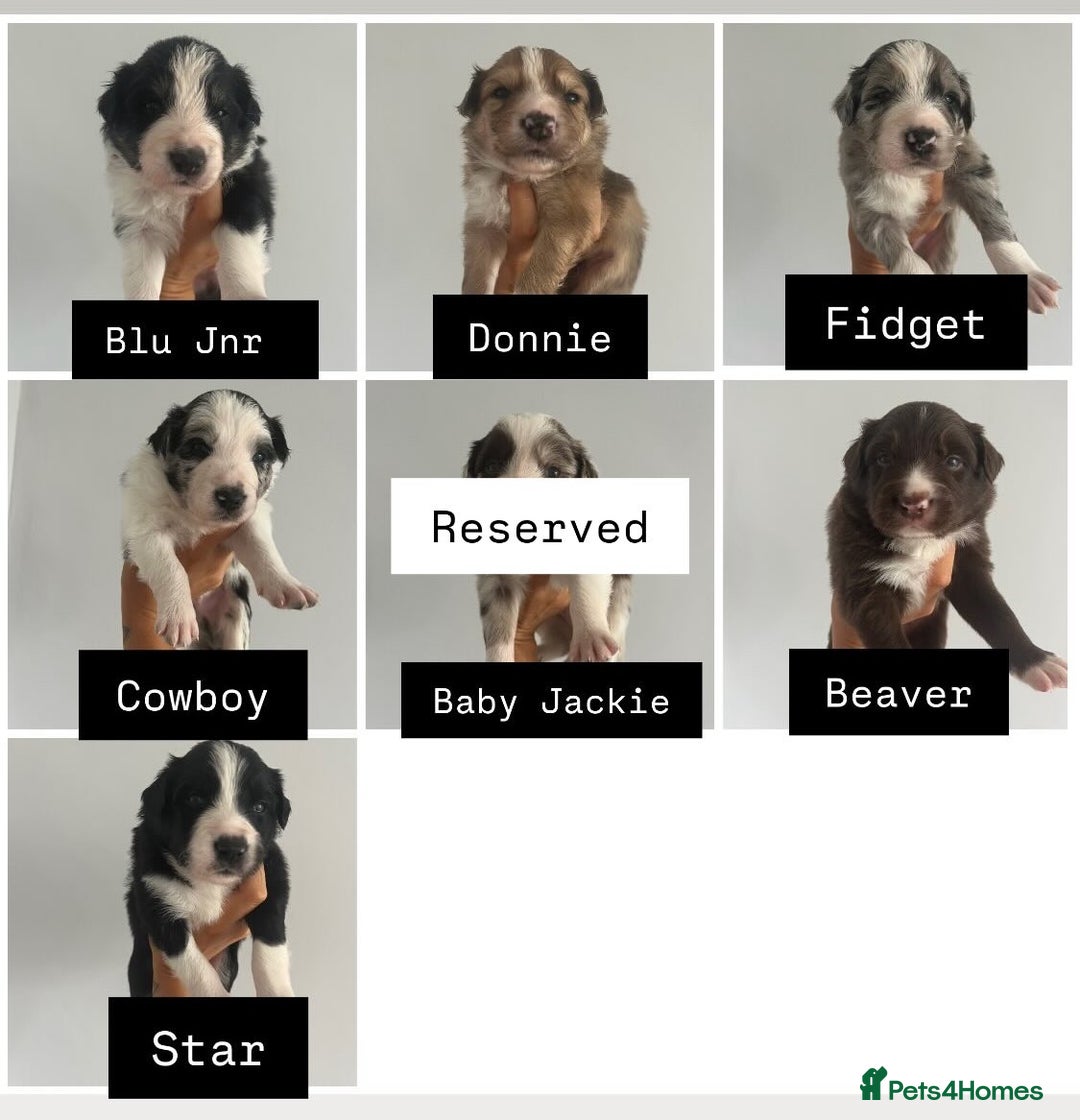 Border Collie dogs for sale: Border Collie pup- Merle, Black, Chocolate, Blonde - Image 1