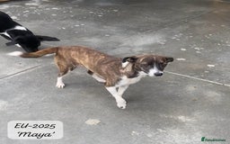 Mixed Breed dogs for adoption: Maya, 1 yr old approx, Available for adoption. - Image 7
