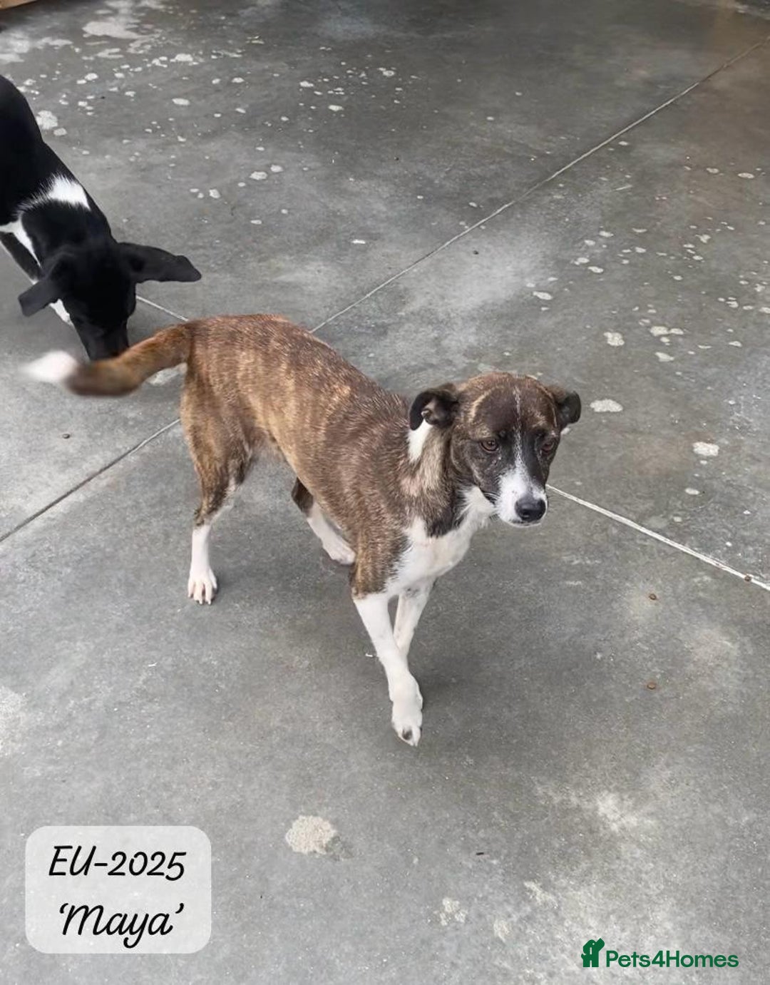 Mixed Breed dogs for adoption: Maya, 1 yr old approx, Available for adoption. - Image 7