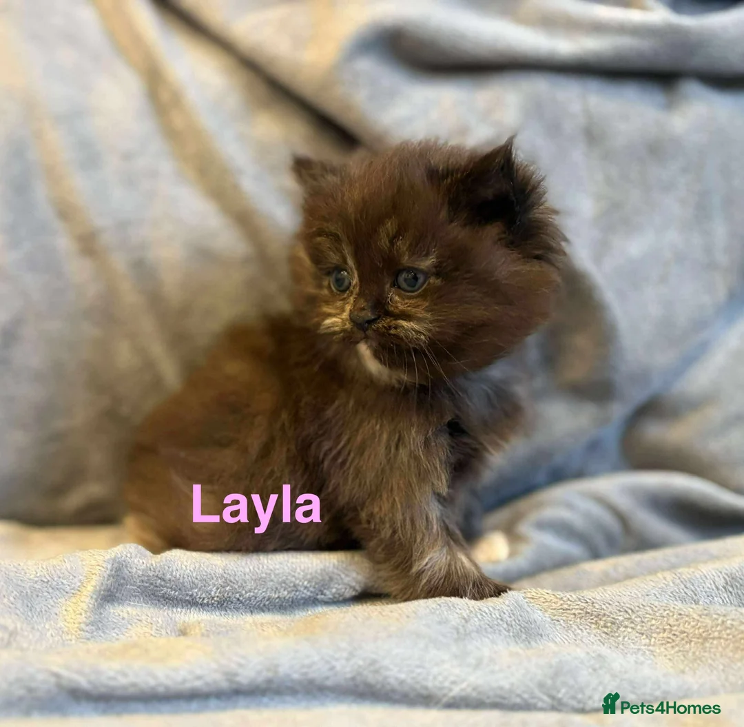 Persian cats for sale: **SOLD** Stunning litter of five female Perdolls - Advert 35