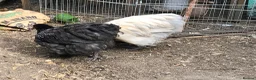 Chickens poultry for sale: Orpington Cockerels  - Advert 12