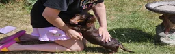 Miniature Dachshund dogs for sale: KC REGISTERED BOY AVAILABLE PET HOME ONLY - Advert 7