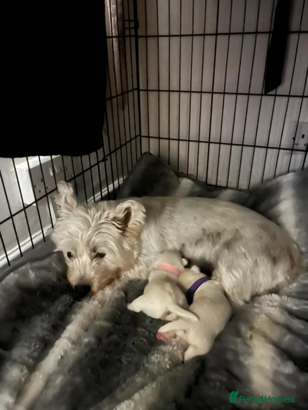 West Highland Terrier dogs for sale: Beautiful Westie girls - Advert 2